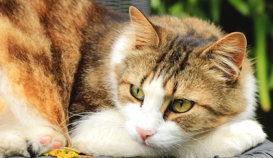 Norwegian Forest Cat Lifespan
